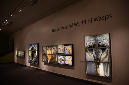 Wasp_exhibition__DSC3419